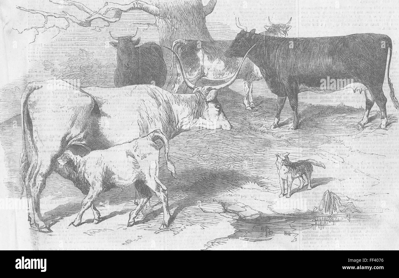 COWS Hungarian white; Kerry; Bretonne; Ayrshire 1856. Illustrated London News Stock Photo