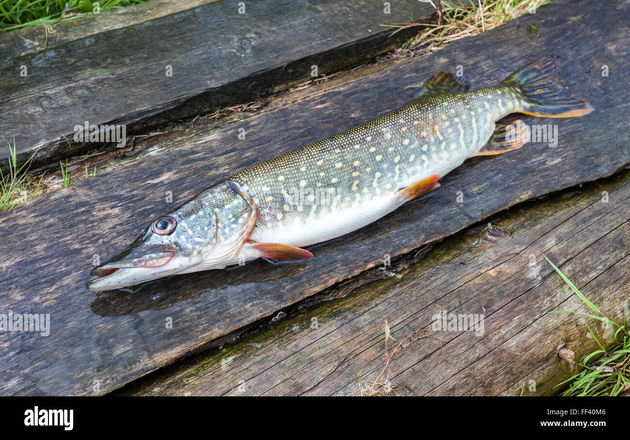 Hooked pike hi-res stock photography and images - Alamy