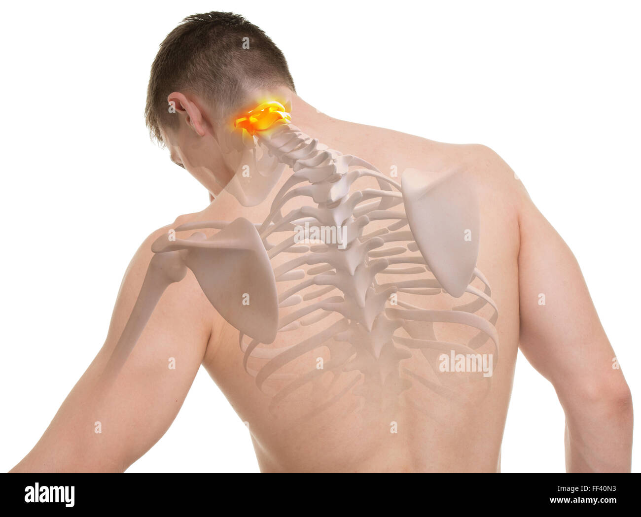 Atlas C1, C2 Spine Anatomy isolated on white Stock Photo