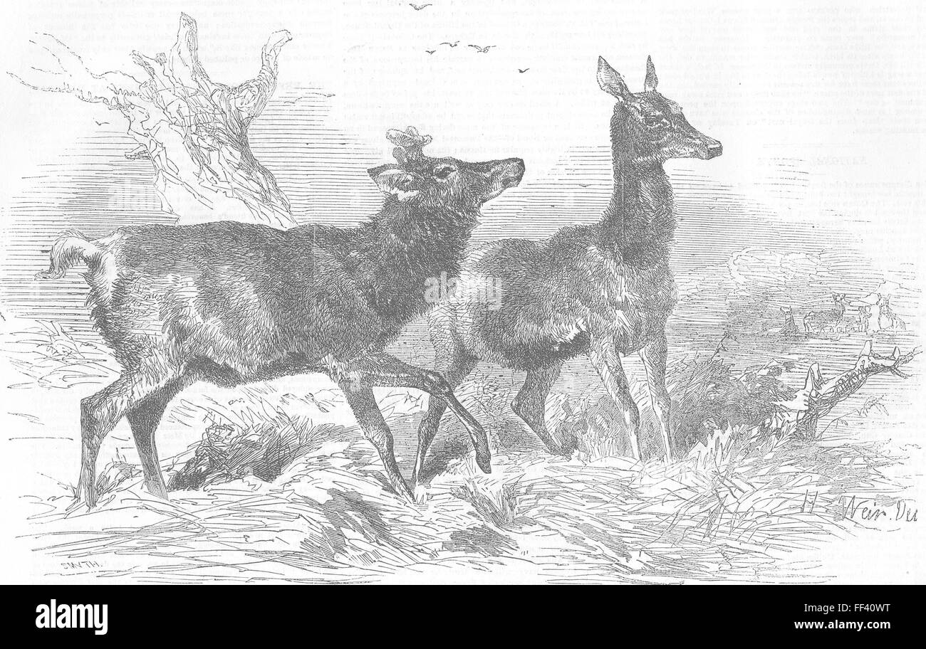 Woodman Black and White Stock Photos & Images Alamy