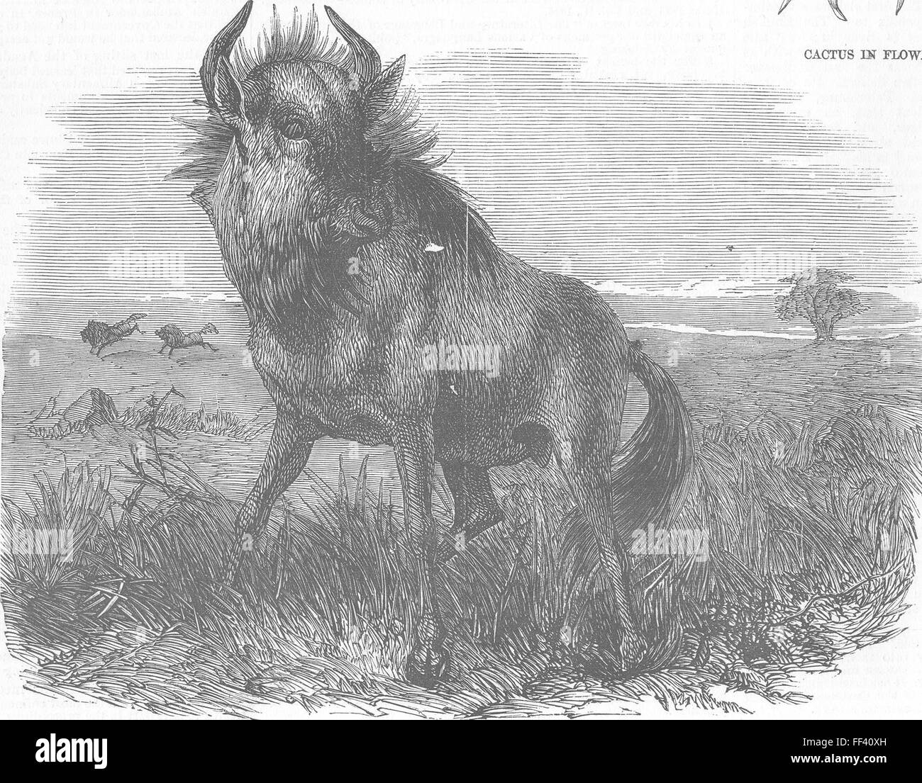 LONDON Gnu, Zoological Society’s, Regent’s Park 1856. Illustrated London News Stock Photo