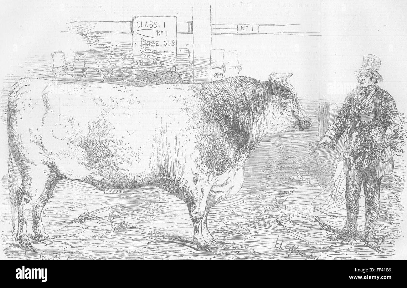 COWS Lieut-Col Towneley’s bull Butterfly 1856. Illustrated London News Stock Photo