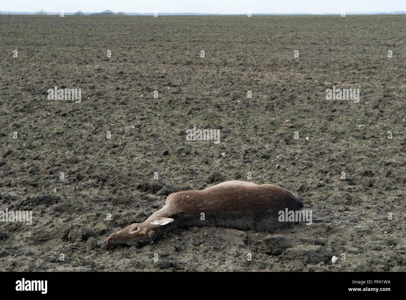 Roe Deer dead countryside Oxfordshire, probably killed, hit by a passing car and then staggered into this nearby field and died.  UK 2016 HOMER SYKES Stock Photo