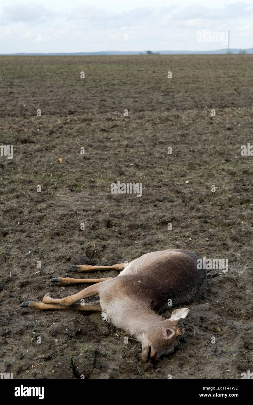Roe Deer dead countryside Oxfordshire, probably killed, hit by a passing car and then staggered into this nearby field and died.  UK 2016 HOMER SYKES Stock Photo