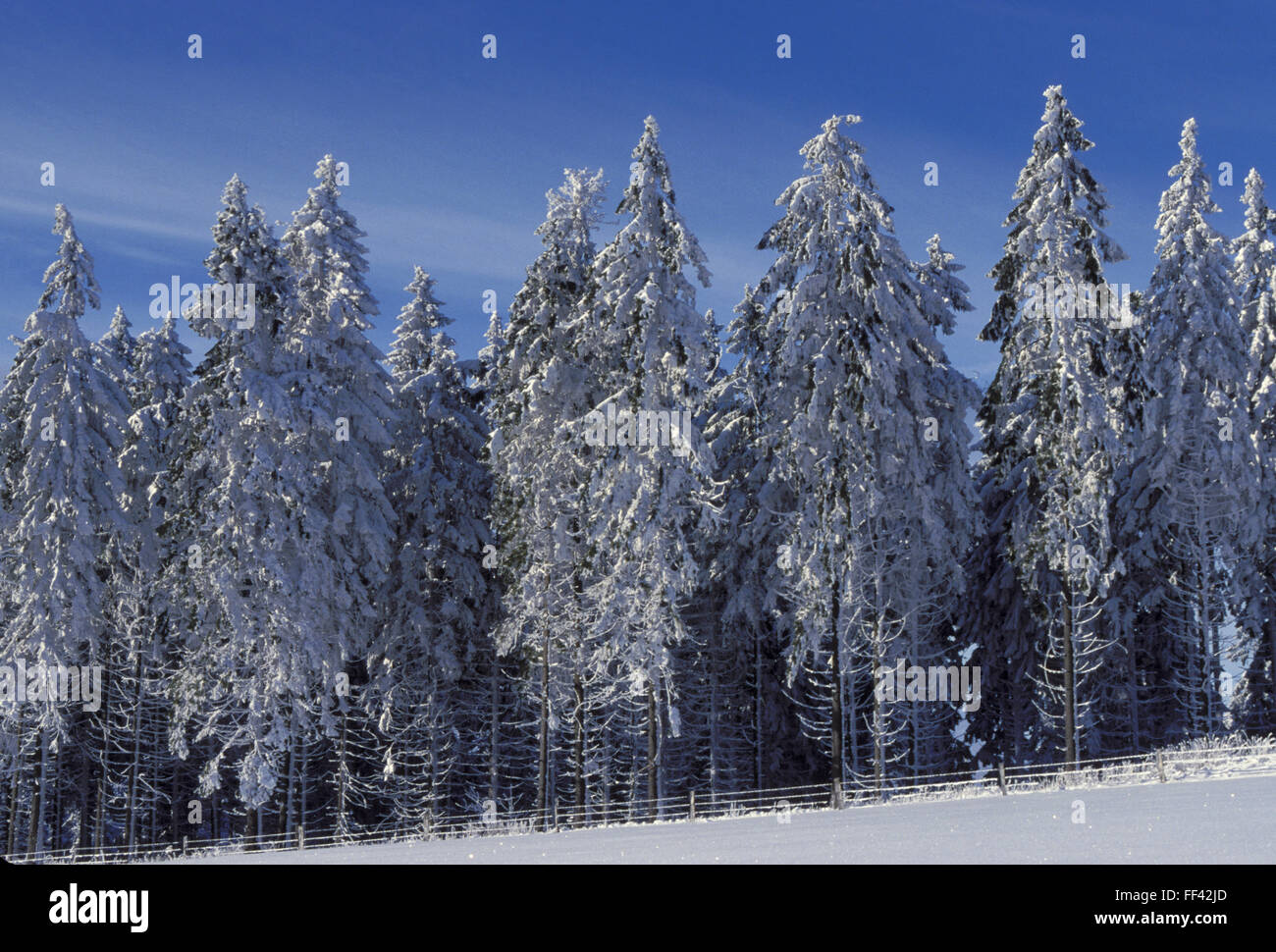 DEU, Germany, Sauerland region, snow-covered forest near the town Winterberg.  DEU, Germany, Sauerland, verschneiter Wald nahe W Stock Photo