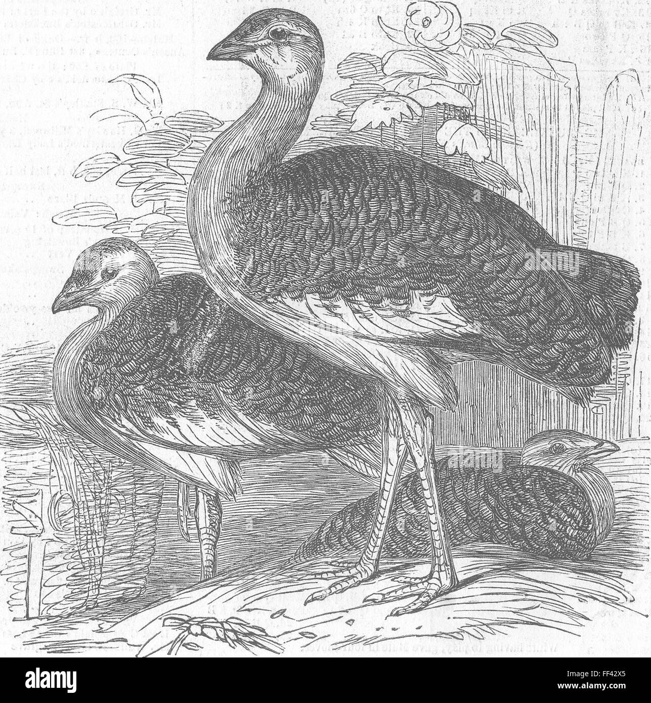 LONDON Zoo Gt bustards, Gdns of 1847. Illustrated London News Stock Photo