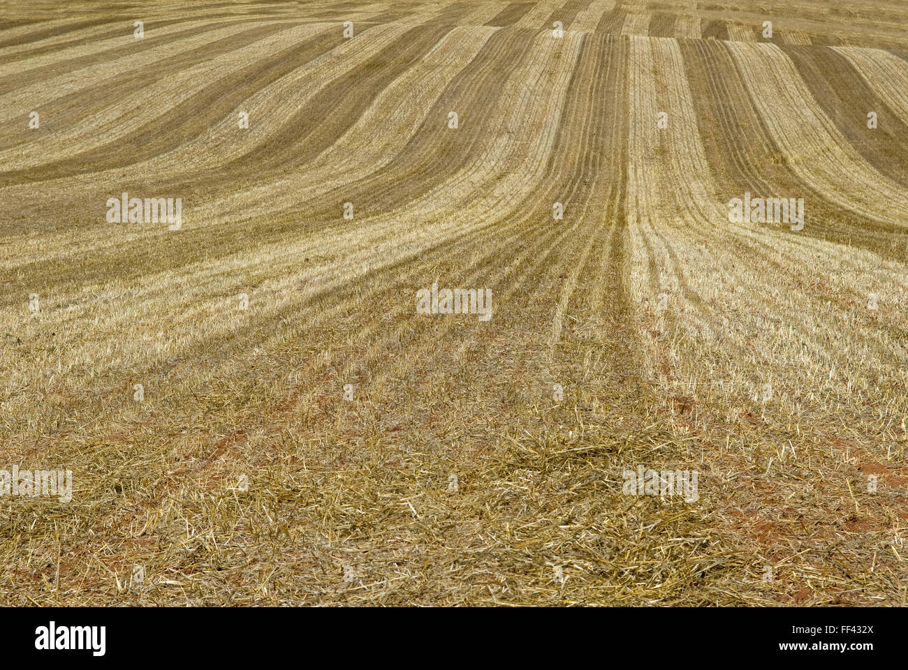 Field After Harvest Stock Photo - Alamy
