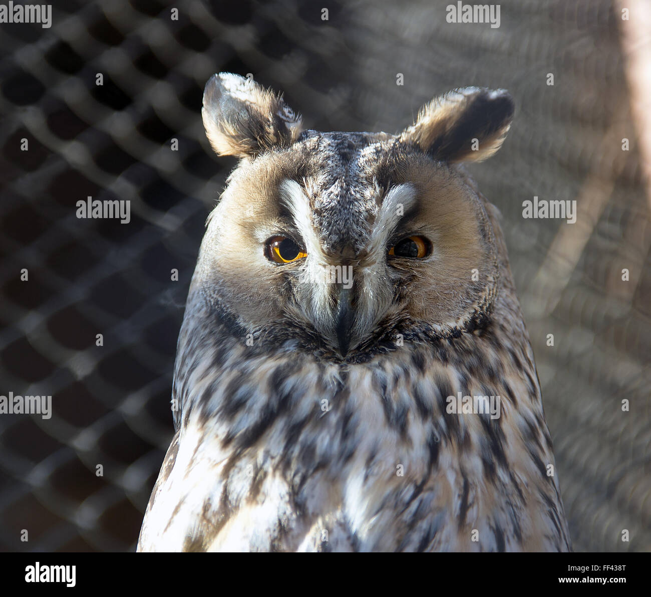 Belgrade ZOO - The Long-eared Owl (Asio otus) posing Stock Photo