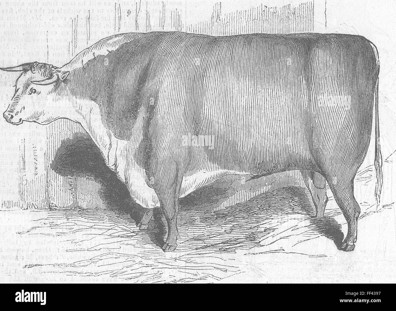 HEREFORD Mr Jeferies Hereford bull 1843. Illustrated London News Stock Photo