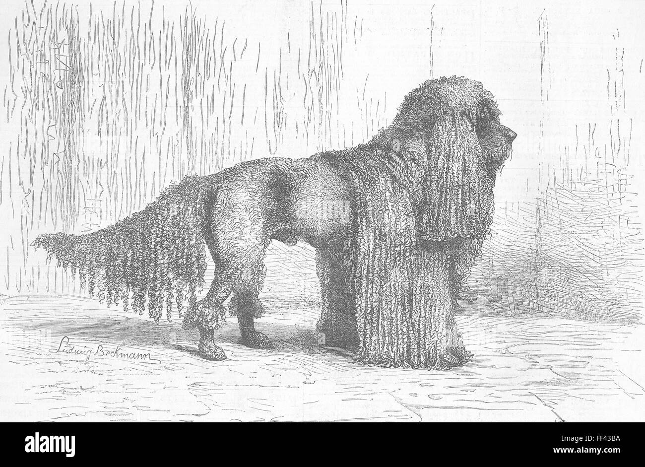 poodle 1649