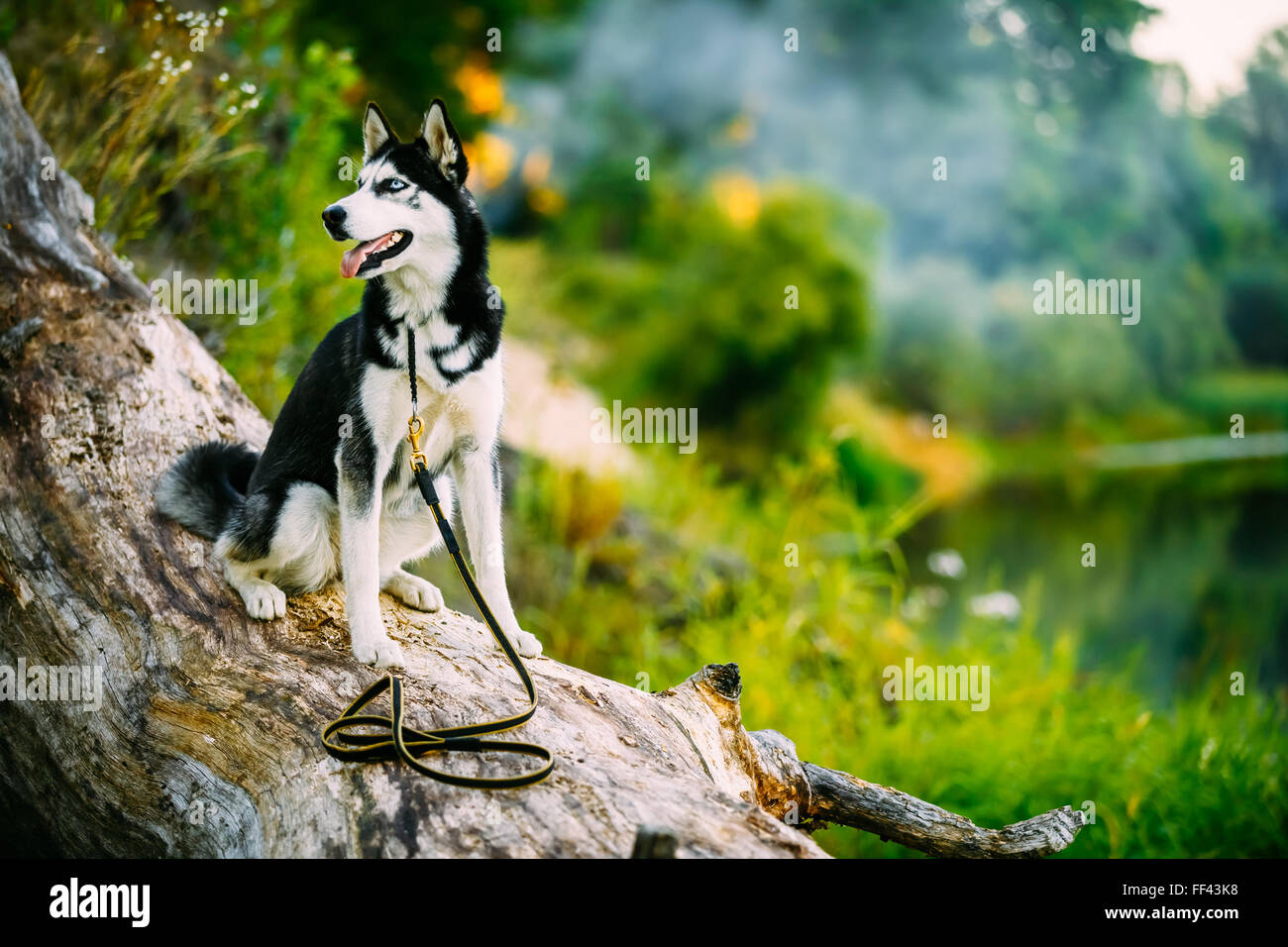 Young Happy Husky Eskimo Dog Sitting On Trunk Of A Fallen Tree. Summer Autumn Season Stock Photo