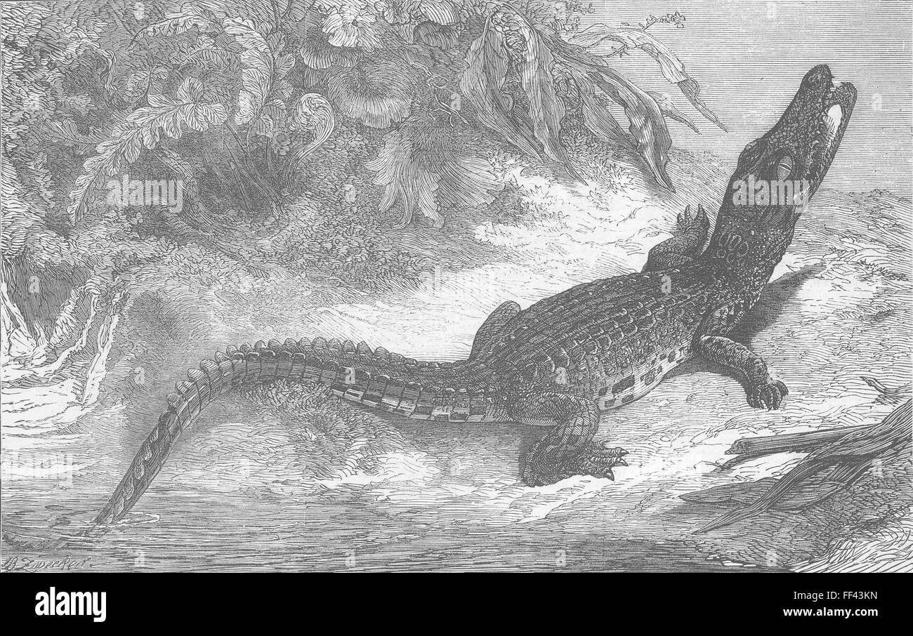 INDONESIA Sumatra Alligator for Brighton Aquarium 1873. Illustrated London News Stock Photo