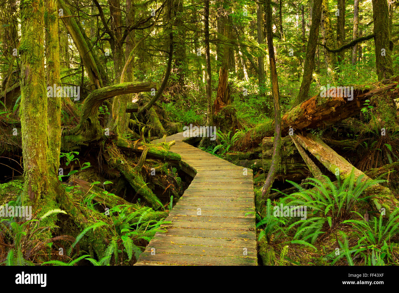 A path through lush rainforest in Pacific Rim National Park Reserve on ...