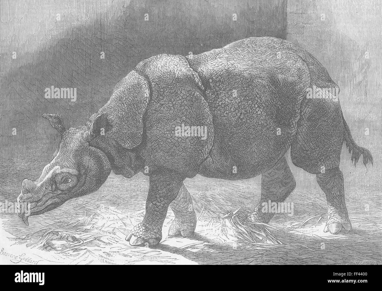 LONDON Zoo new rhinoceros, Gdns of 1874. Illustrated London News Stock Photo