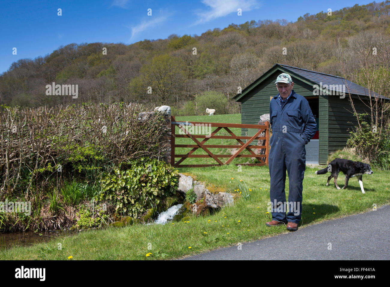 Welsh sheep farmer Howell Williams and his sheep dog Ben outside the generator room to the 15kW micro hydro power plant producing electricity at Abercrave Farm on the Brecon Beacons, Wales. Stock Photo