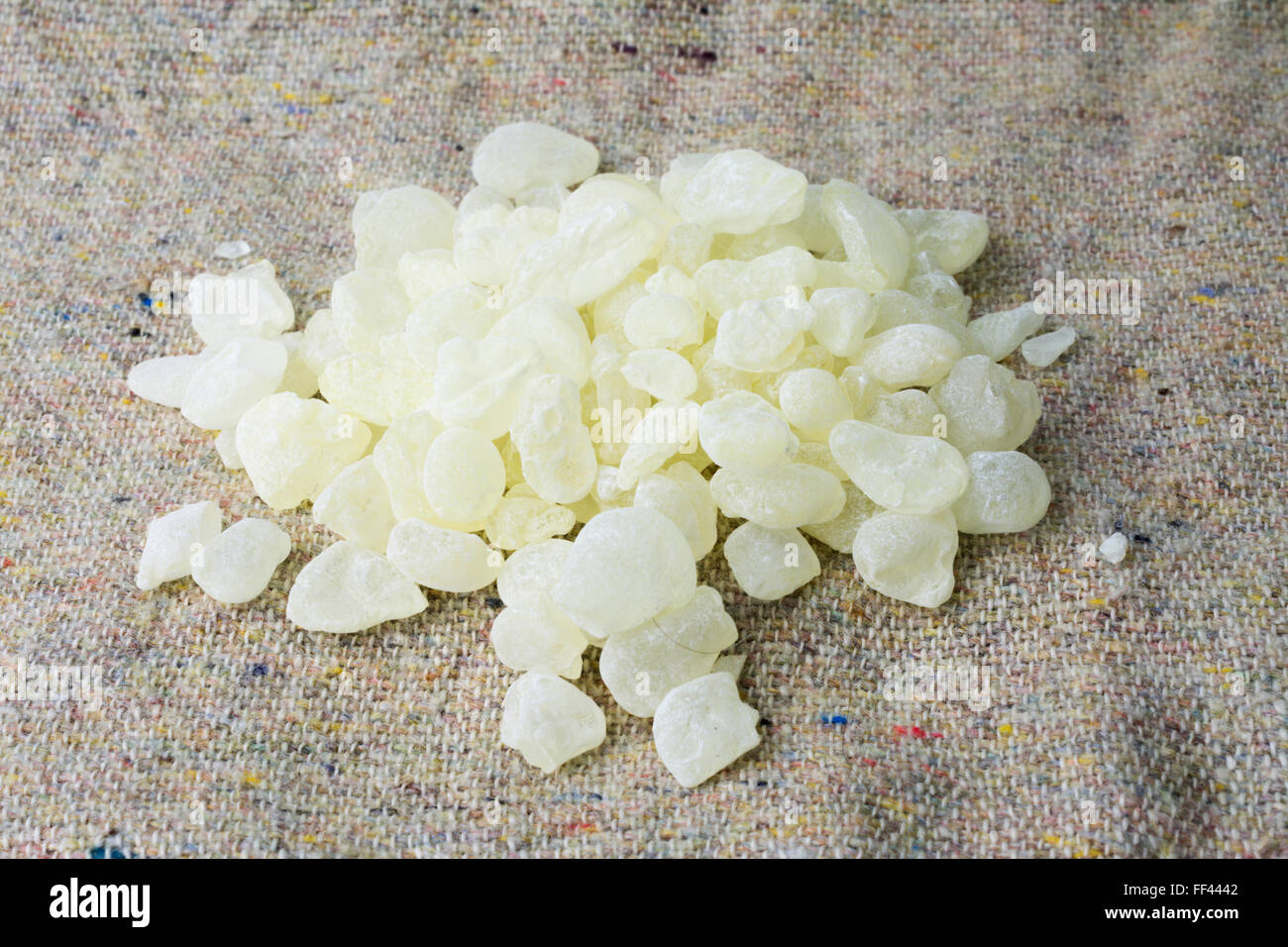 Mastic gum plant resin or Chios´ Tears (Pistacia lentiscus Stock Photo