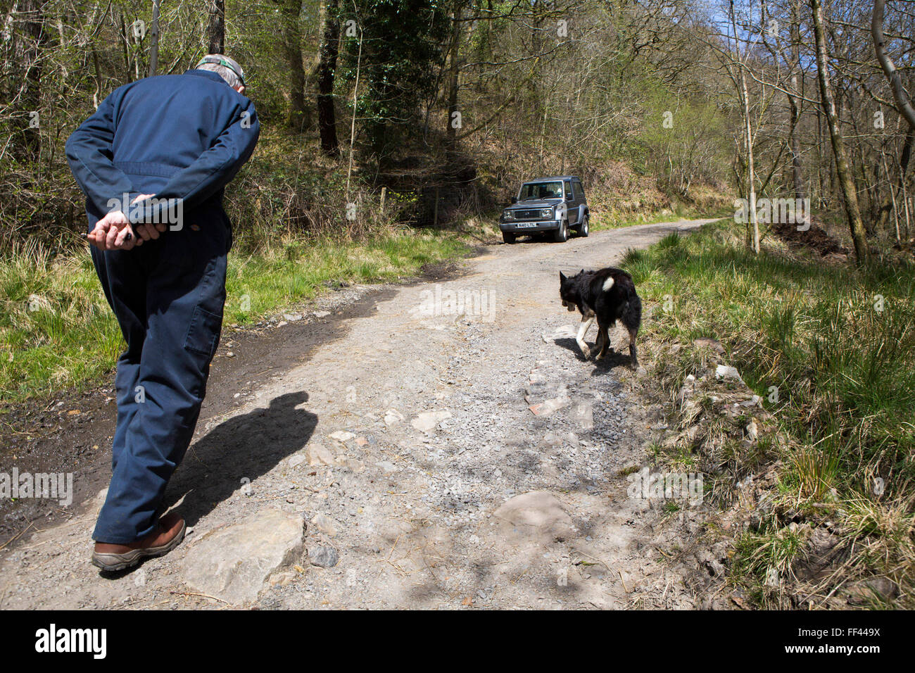 Welsh sheep farmer Howell Williams and his sheep dog Ben walking up to the water source of his 15kW micro hydro power plant producing electricity at Abercrave Farm on the Brecon Beacons, Wales. Stock Photo