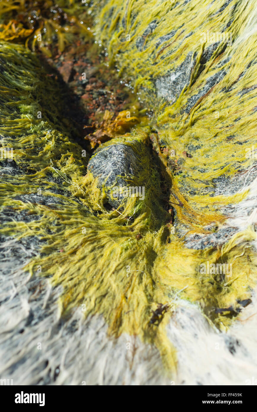 Close-up of green, brown and white seaweed and algae on rocks at the coast of Yxlan island in the archipelago of Sweden at low tide on a summer day Stock Photo