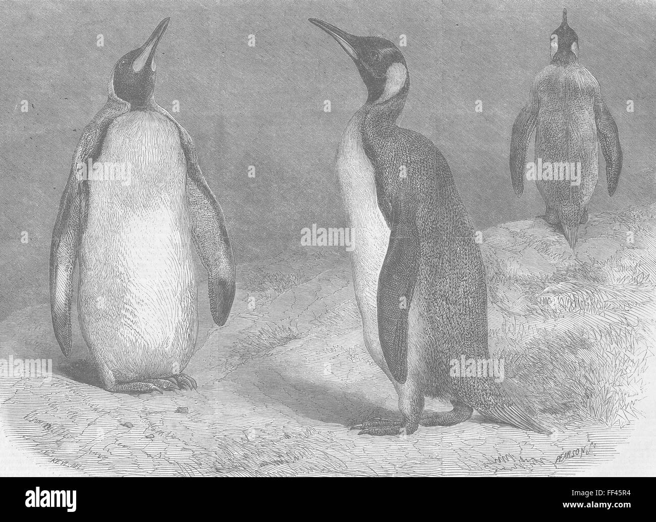 BIRDS London Zoo The Royal Penguin 1865. Illustrated London News Stock Photo