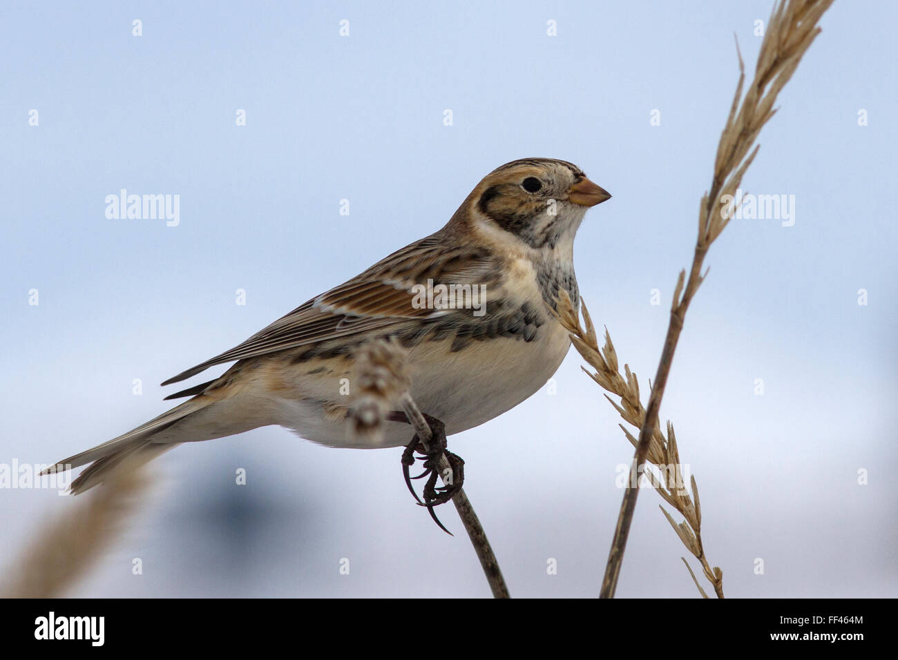 Lapland Bunting sitting on a branch Leymus winter cloudy day Stock Photo