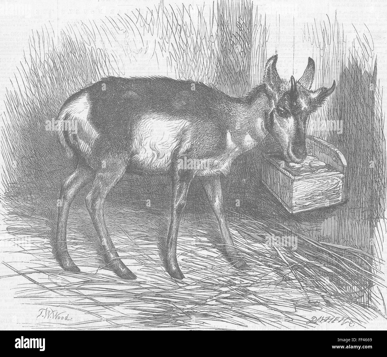 LONDON Zoo prong-horned antelope 1865. Illustrated London News Stock Photo