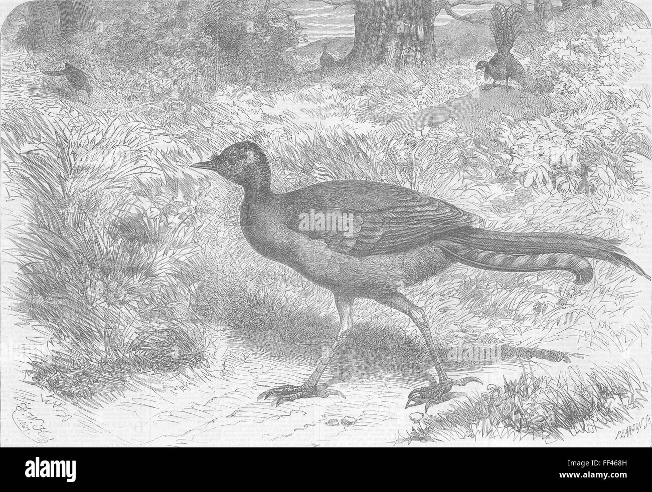 BIRDS London Zoo The lyre bird 1867. Illustrated London News Stock Photo