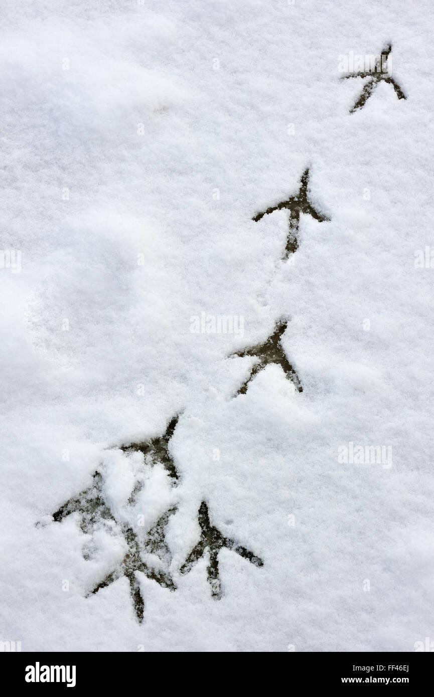 Grey Heron (Ardea cinerea) footprints in the snow on frozen pond in