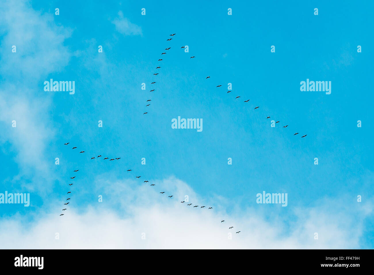 Flock Of Geese Flies In V-formation Flying In Blue Autumn or Spring Sky Stock Photo