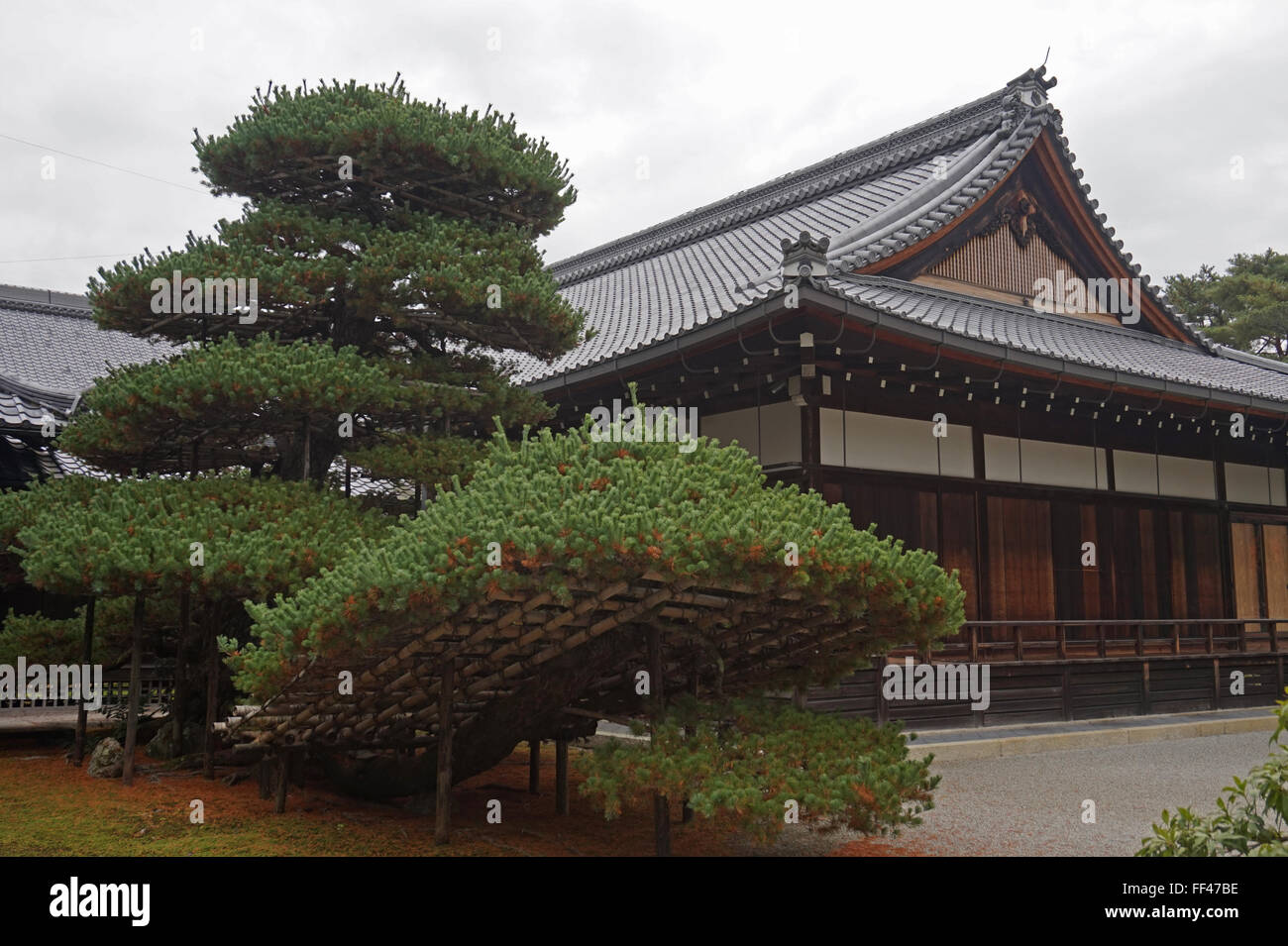 The 600-year old dwarf pine tree by a black and white building at the Kinkaku-ji - the Golden Temple, Kyoto, Japan Stock Photo