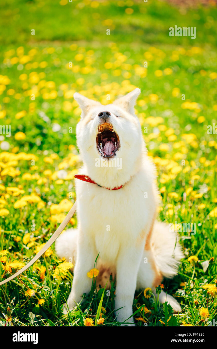 Akita Dog (Akita Inu, Japanese Akita) Puppy Sitting In Spring Meadow Green Grass Outdoor Stock Photo