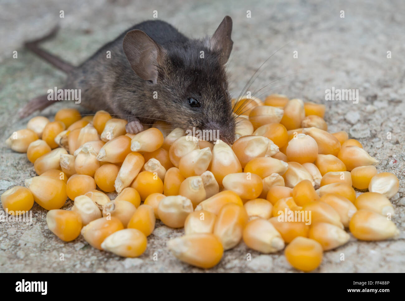 Wild baby mouse eating fresh yellow corn Stock Photo Alamy