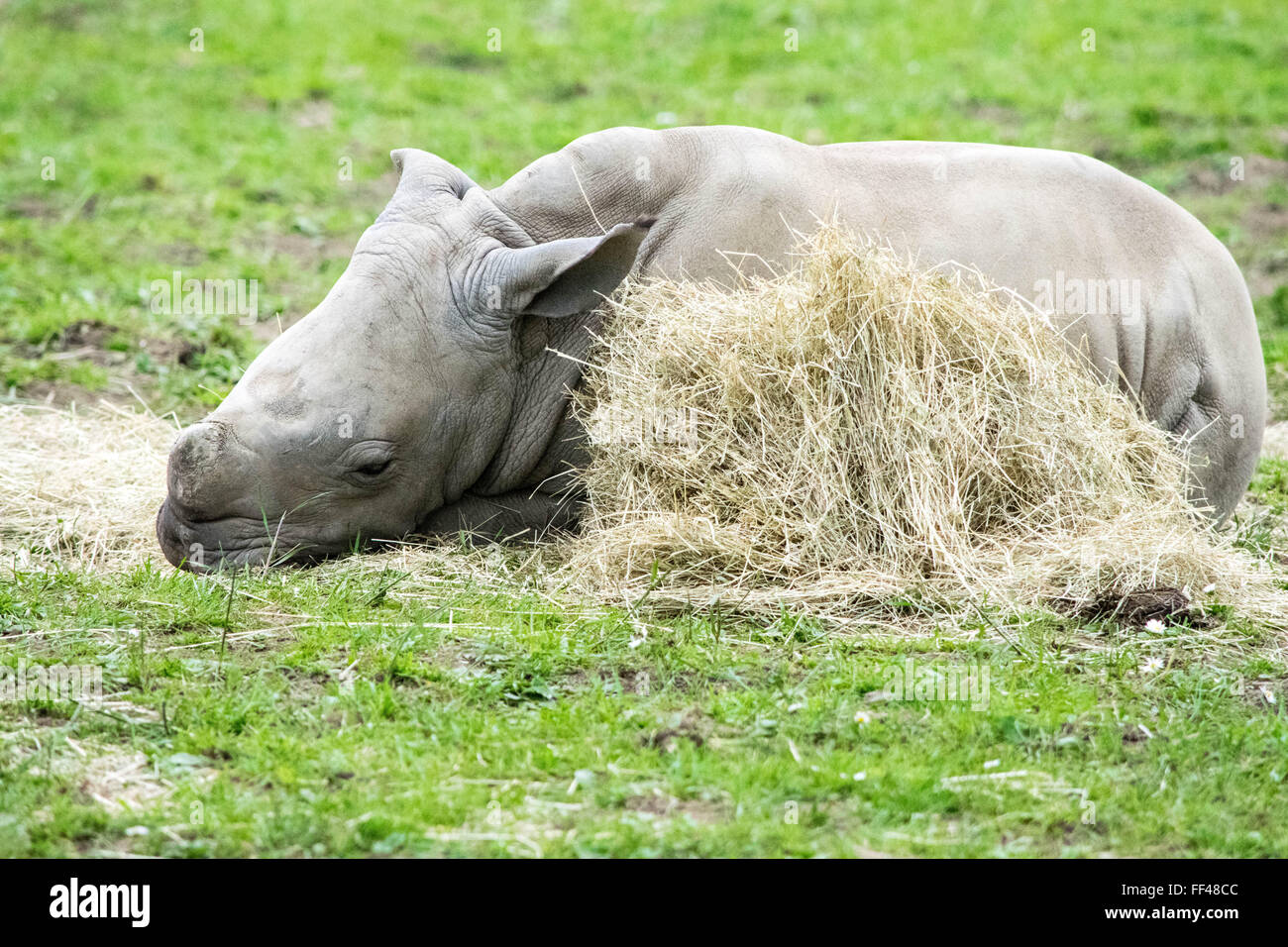 Sleeping Baby Rhino Stock Photo - Alamy