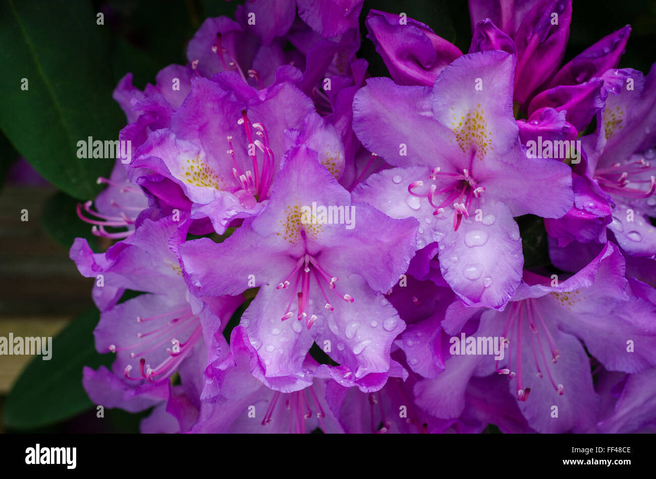 A rhododendron bush in full bloom with raindrops on the blossoms. Stock Photo