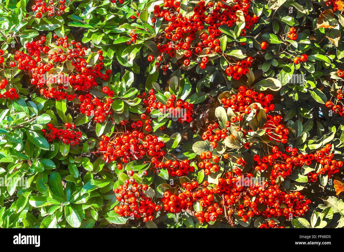 Wild red Pyracantha berries - France. Stock Photo