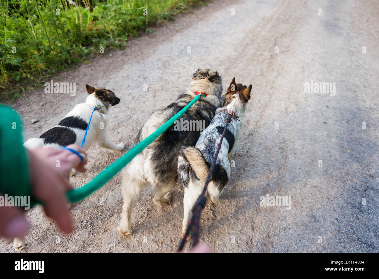 Unrecognizable man walking three dogs on a dry dusty road Stock Photo