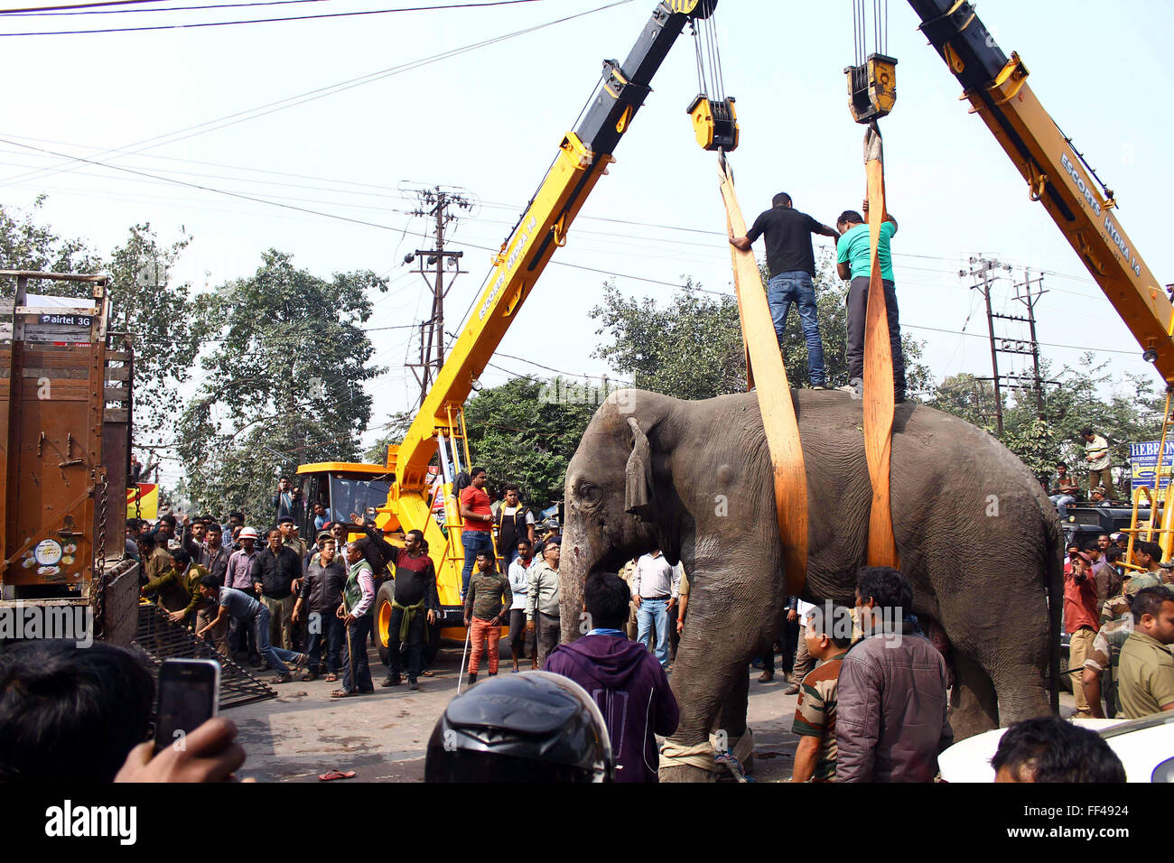 Siliguri, India. 10th Feb, 2016. A wild elephant is hoisted by cranes