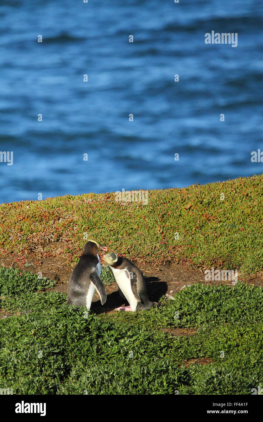 The endangered Yellow-eyed Penguin (Megadyptes antipodes) at Katiki