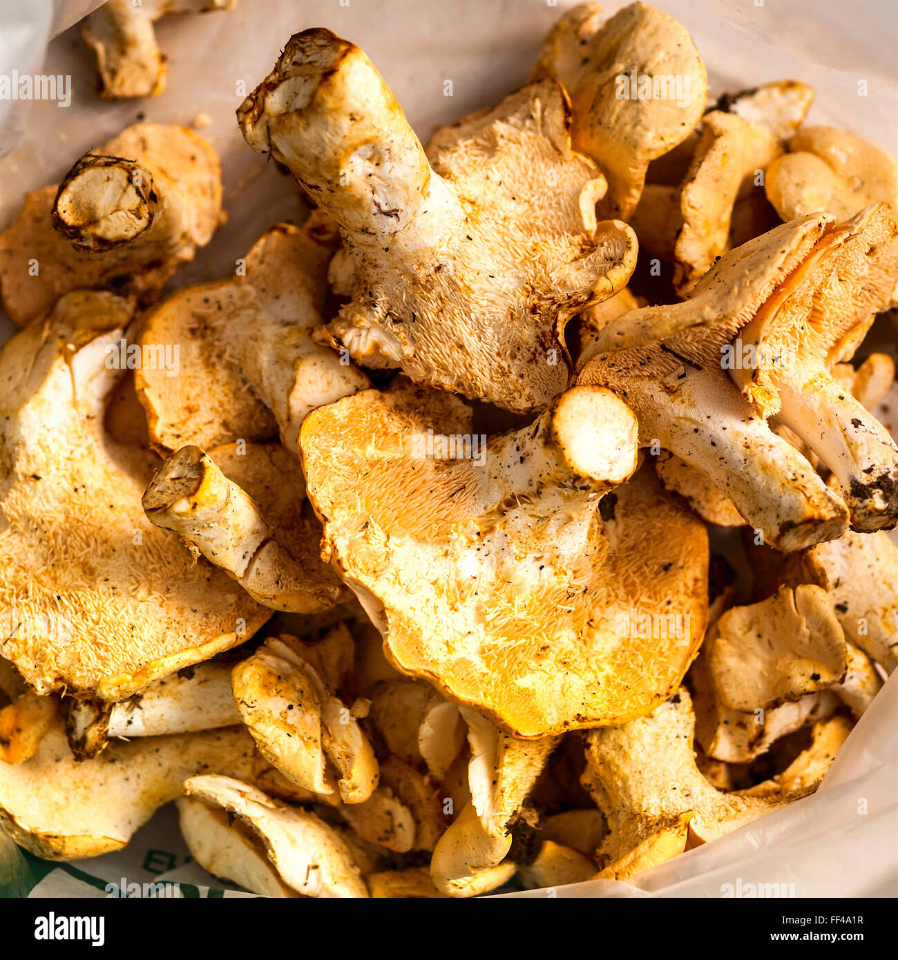 Wild Chanterelle mushrooms - France. Stock Photo