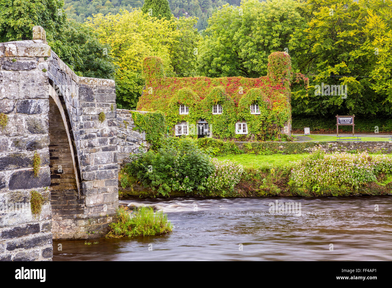 17th century stone bridge over the River Conwy at Llanrwst, with the ivy-clad Tu Hwnt i'r Bont National Trust tearooms on the we Stock Photo
