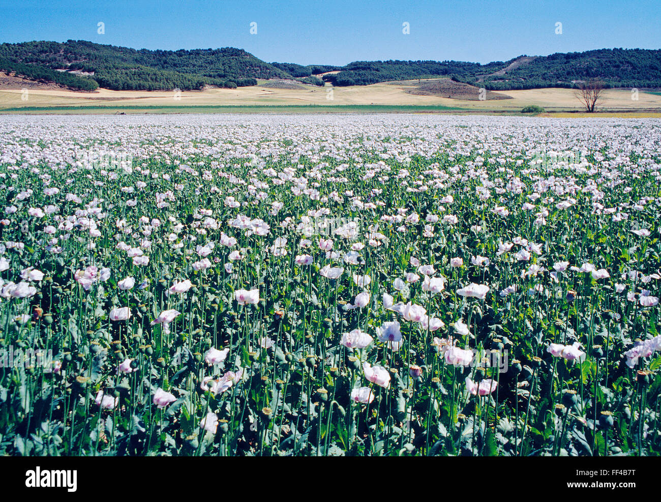 Tierra de cultivo fértil hi-res stock photography and images - Alamy