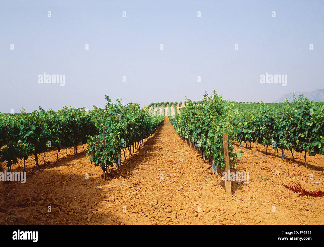 Vineyard. Rioja Alavesa, Alava province, Basque Country, Spain. Stock Photo