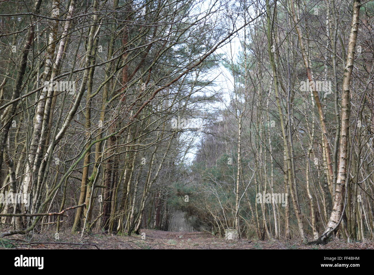 An avenue of trees on Horsell Common, Woking, Surrey where aliens