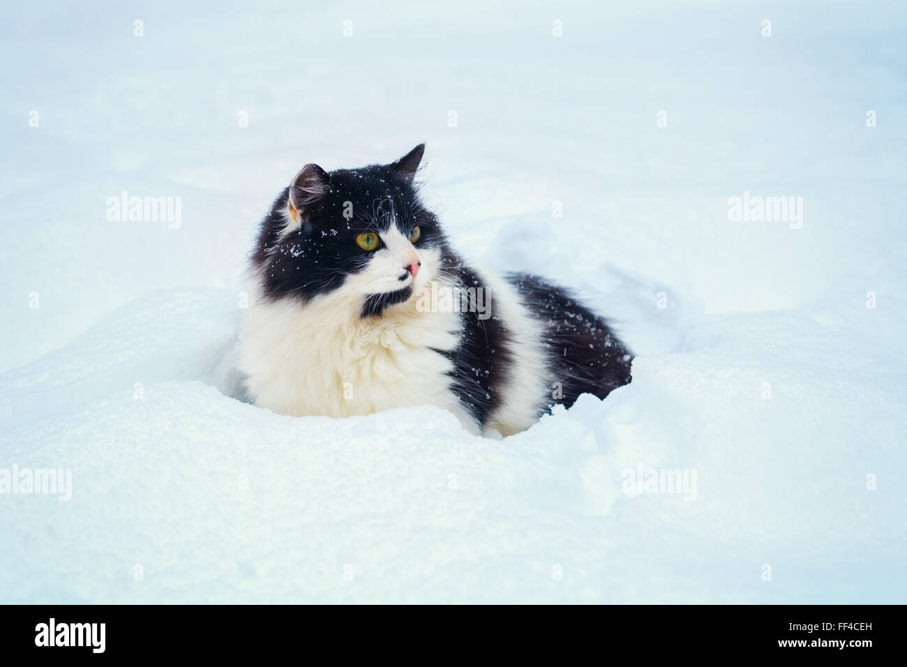 Black and white cat walking in the snow Stock Photo - Alamy