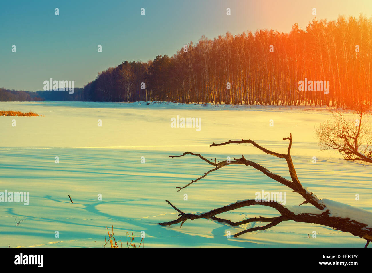 Snowy field at sunset with fallen dry tree Stock Photo - Alamy