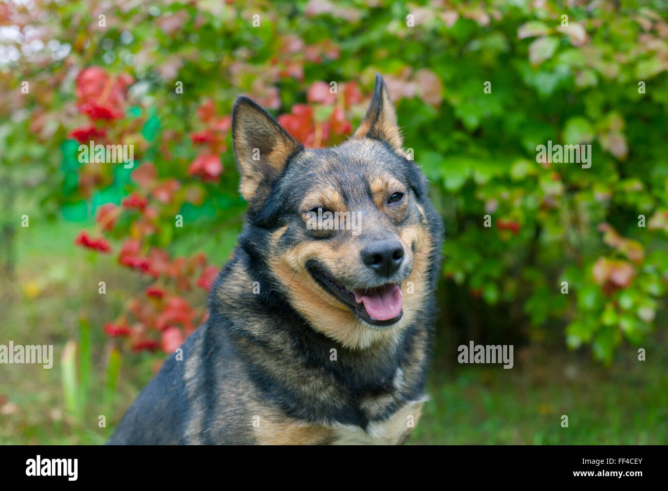 Portrait of dog in the garden in fall Stock Photo - Alamy