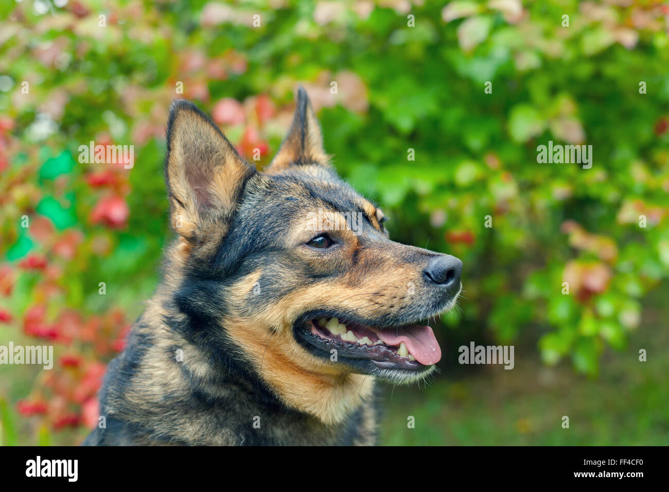 Portrait of dog in the garden in fall Stock Photo - Alamy