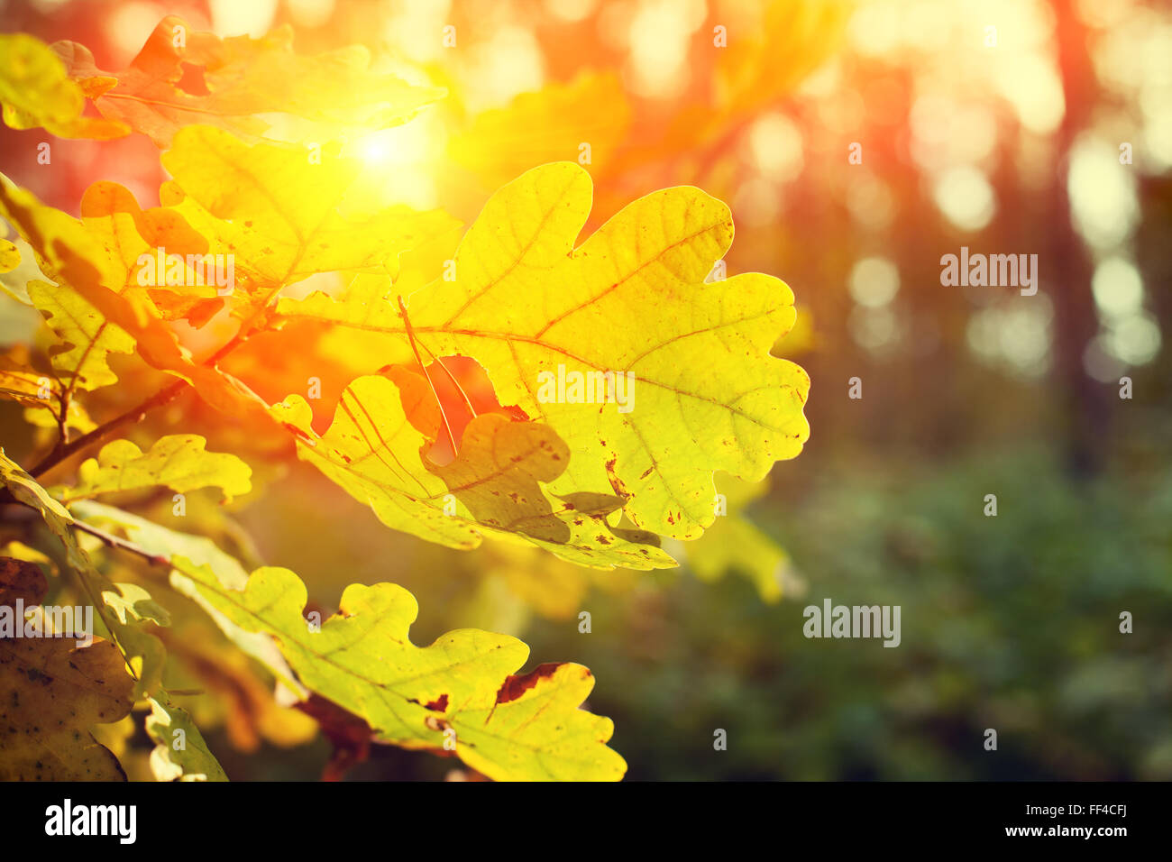 Autumn sunset oak tree hi-res stock photography and images - Alamy