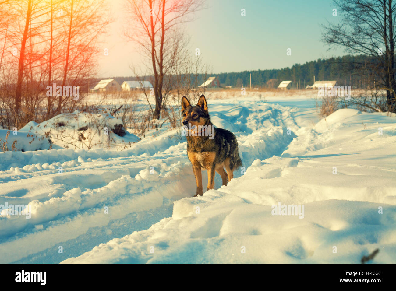 Dog walking in the snowy field Stock Photo - Alamy