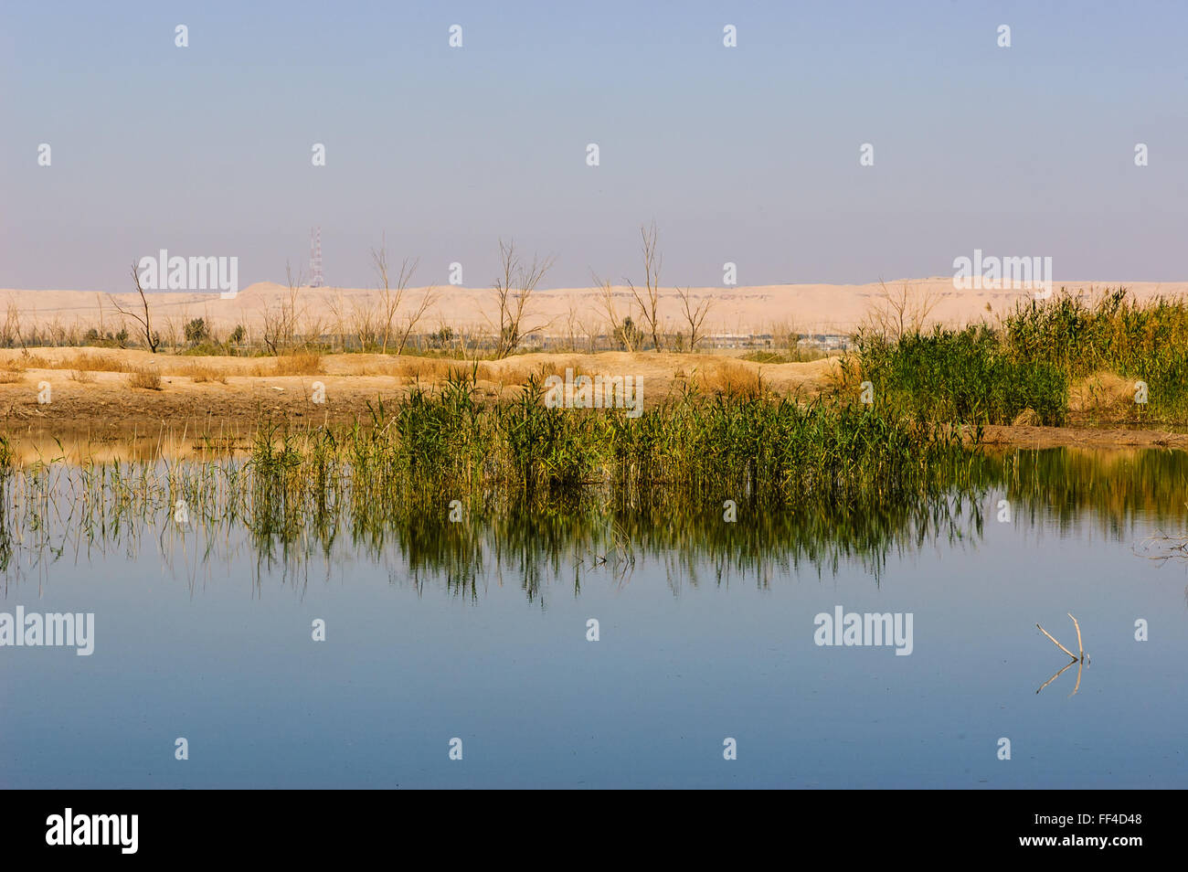 at Jahra reserve in Kuwait Stock Photo - Alamy
