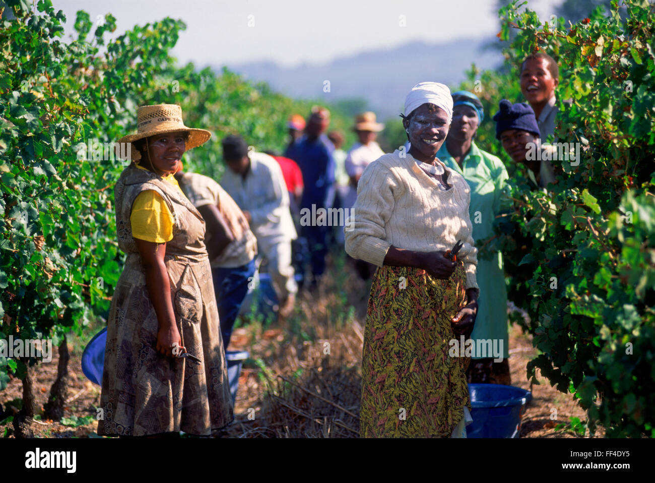 Grape harvesting in the vineyards at Stellenbosch, a town on the Western Cape province of South Africa Stock Photo